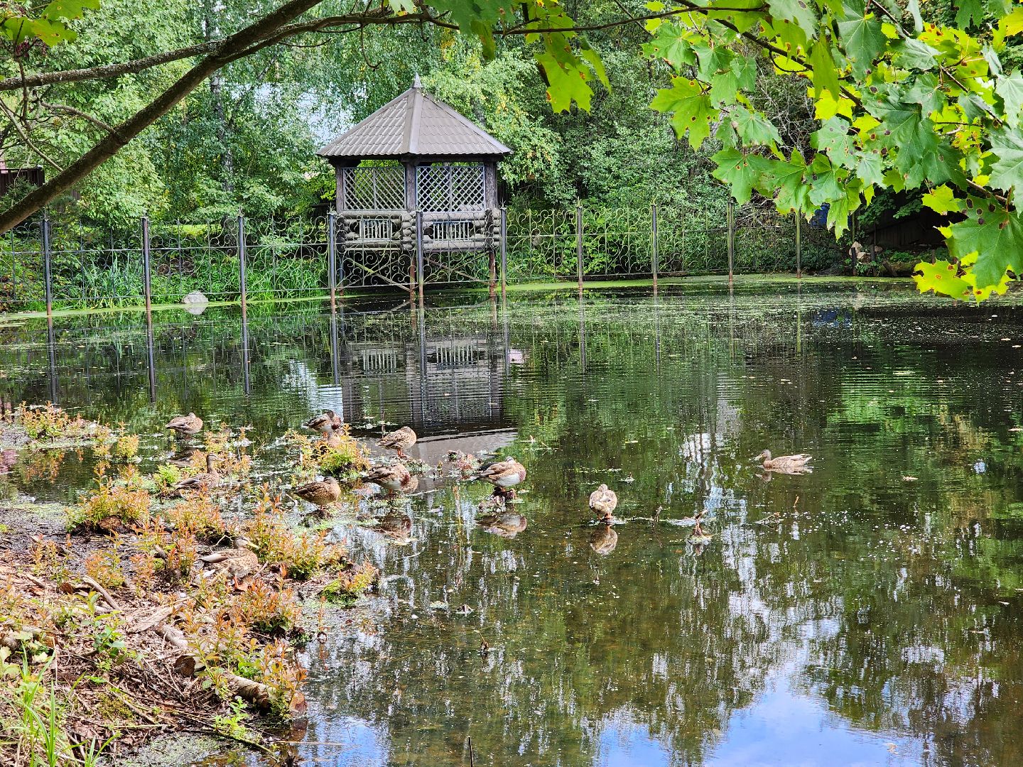 Истра, пруды, очистка