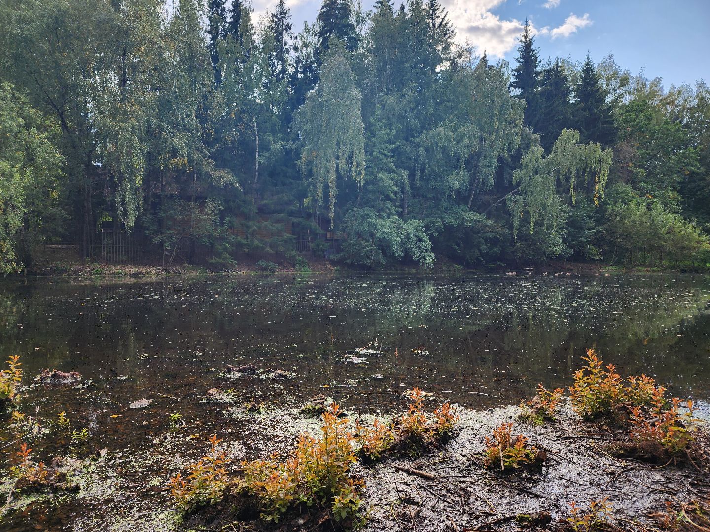 Истра, пруды, очистка