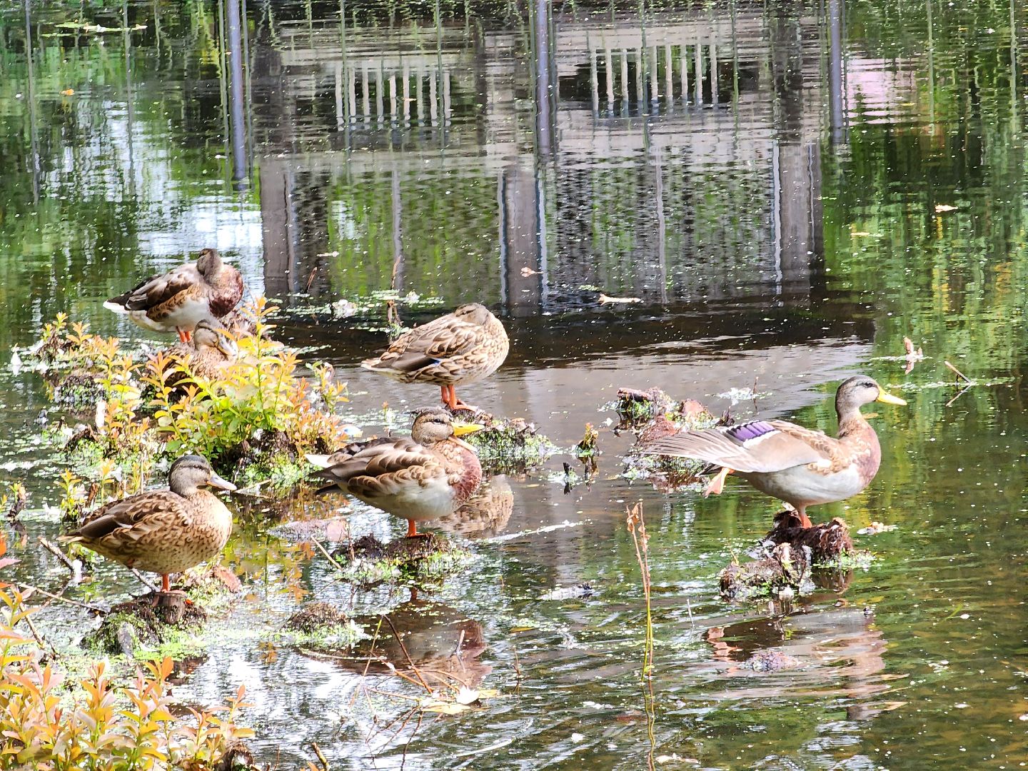 Истра, пруды, очистка