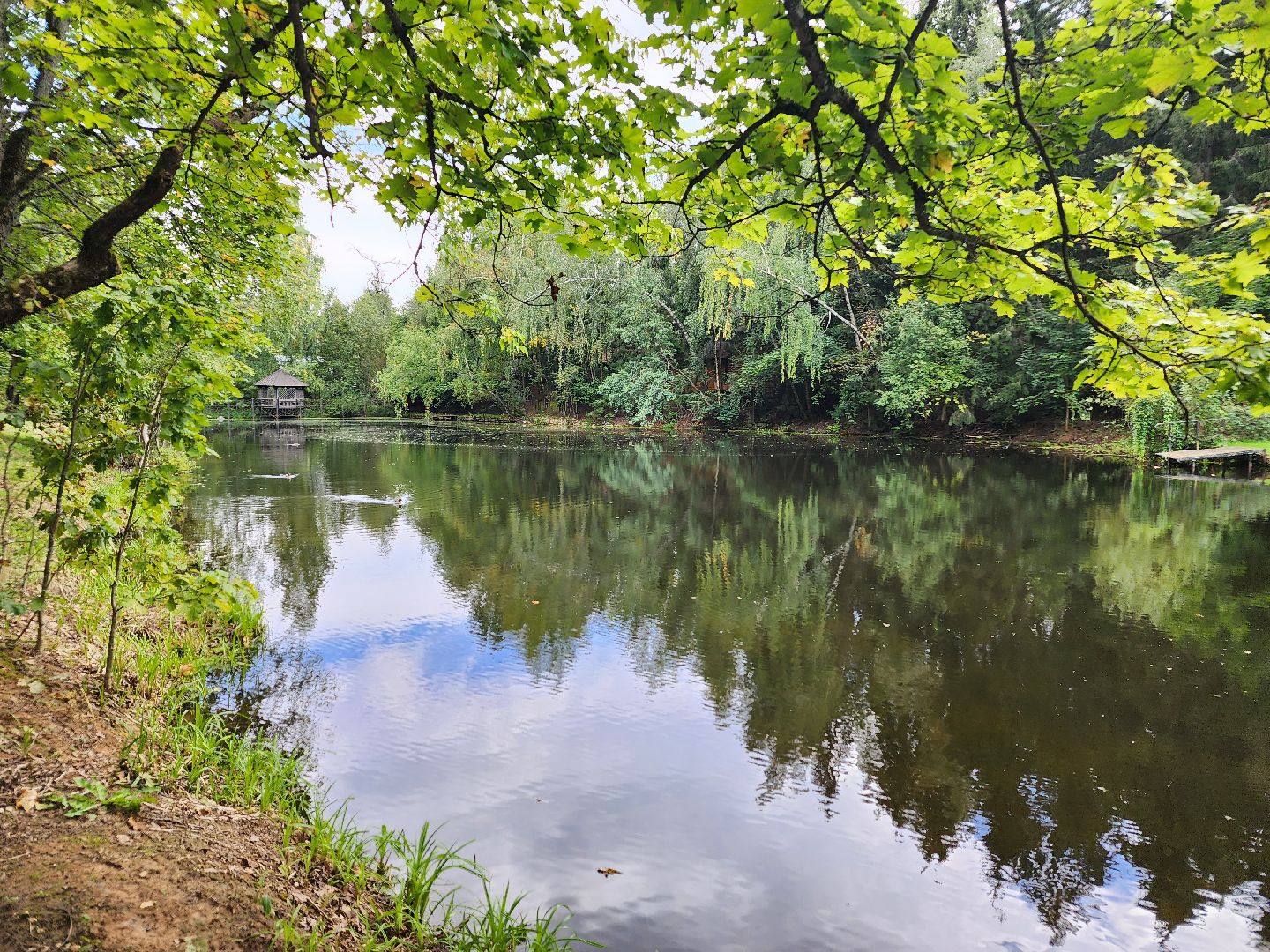 Истра, пруды, очистка