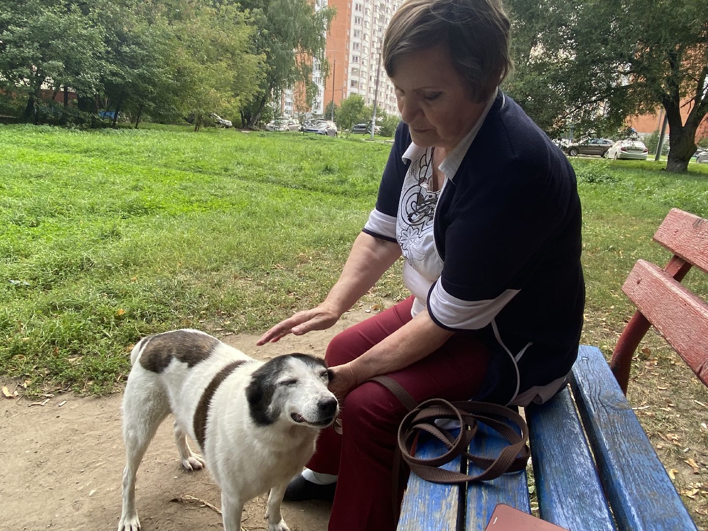 Балашиха, бездомные животные, помощь животным