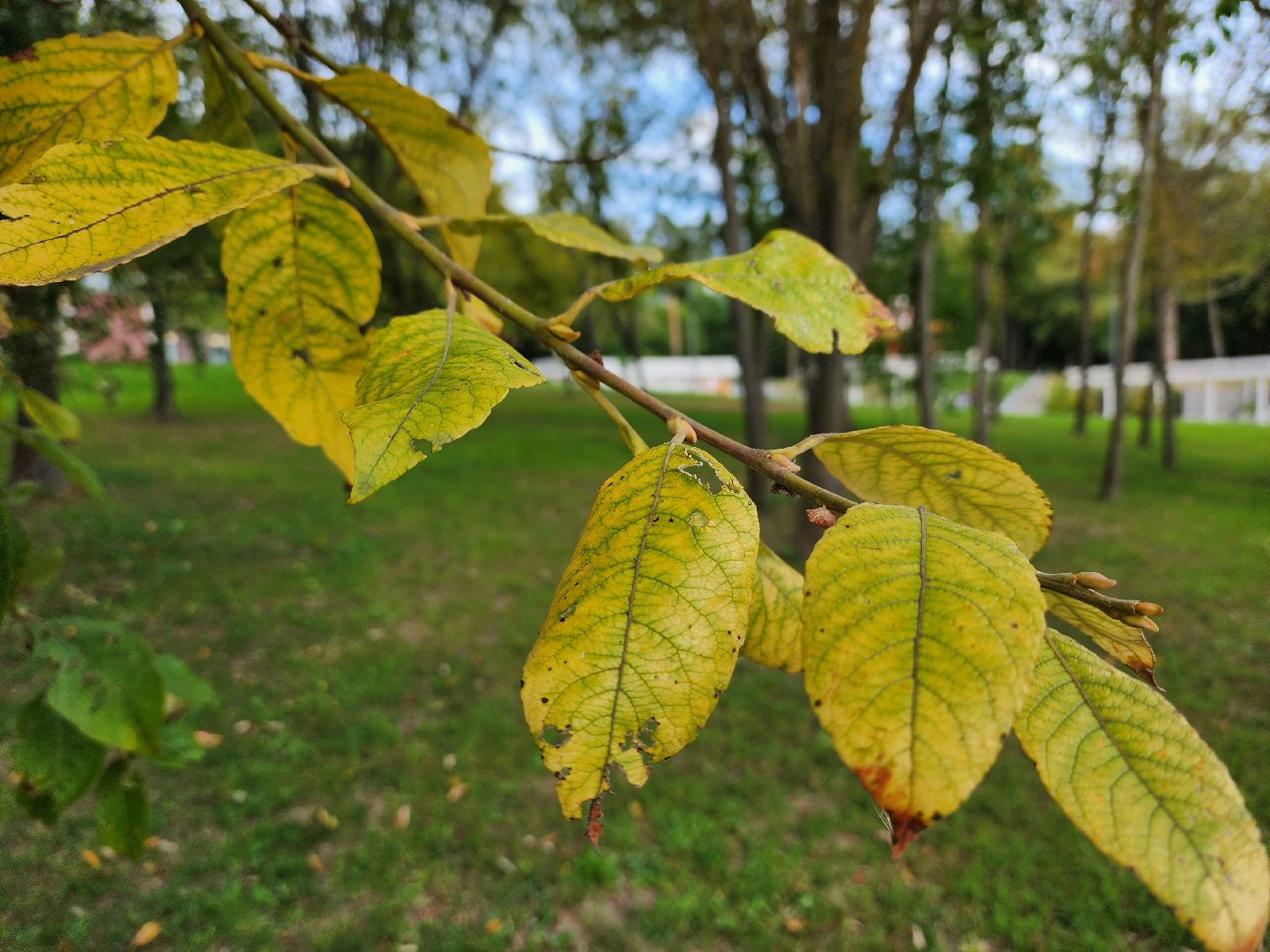 погода, обряды, осень, воскресенск,