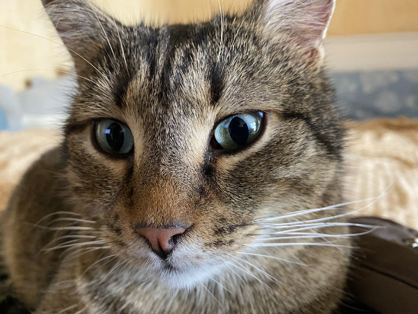 Балашиха, зооволонтёр, братья наши меньшие