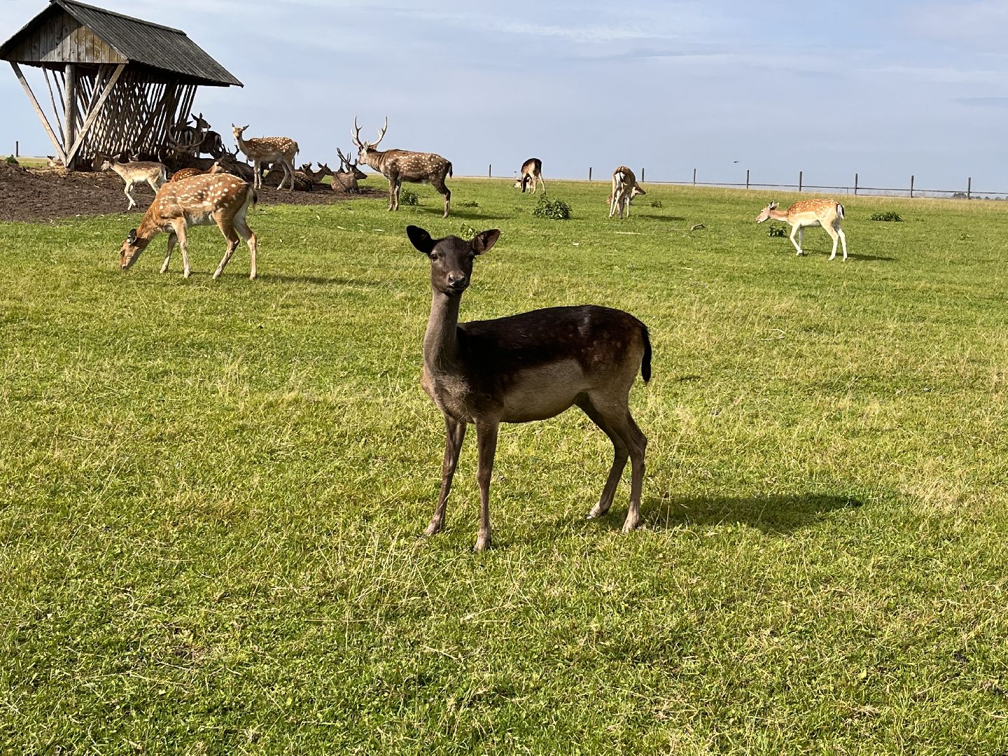 Шаховская, рыбалка, база отдыха