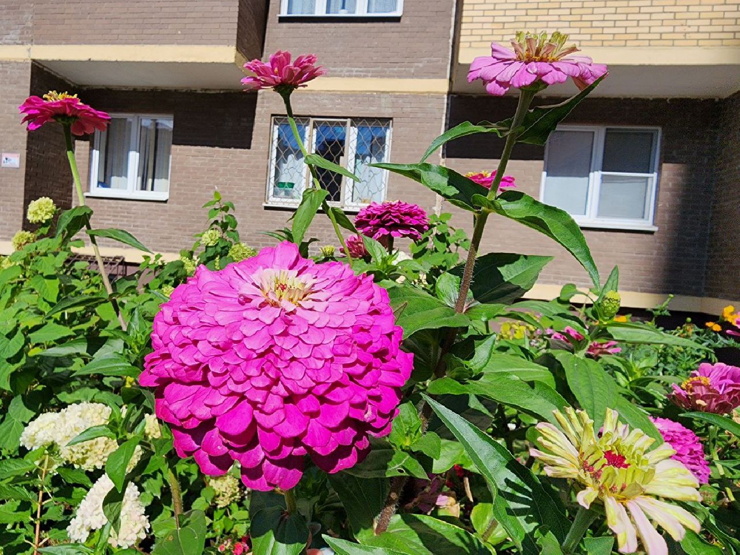 цветы, осень, Лосино-Петровский