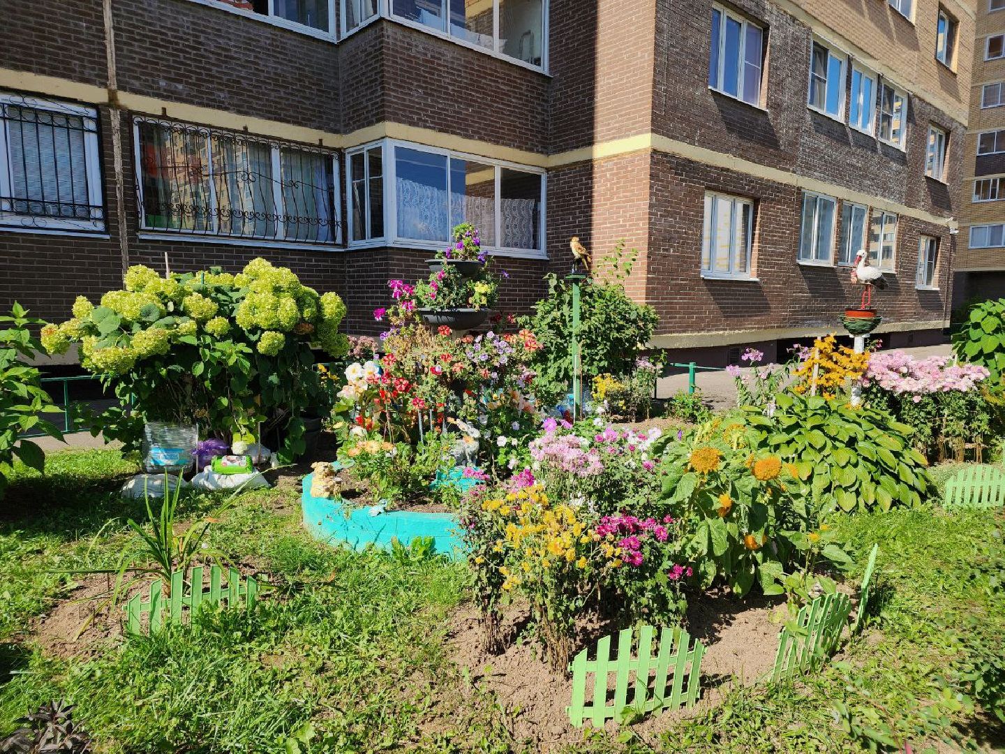 цветы, осень, Лосино-Петровский