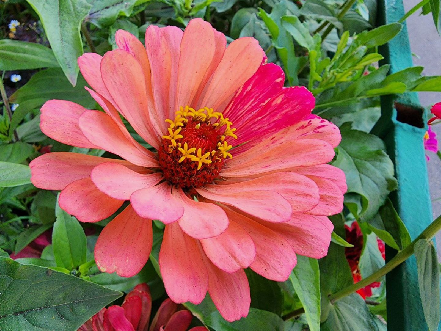 цветы, осень, Лосино-Петровский