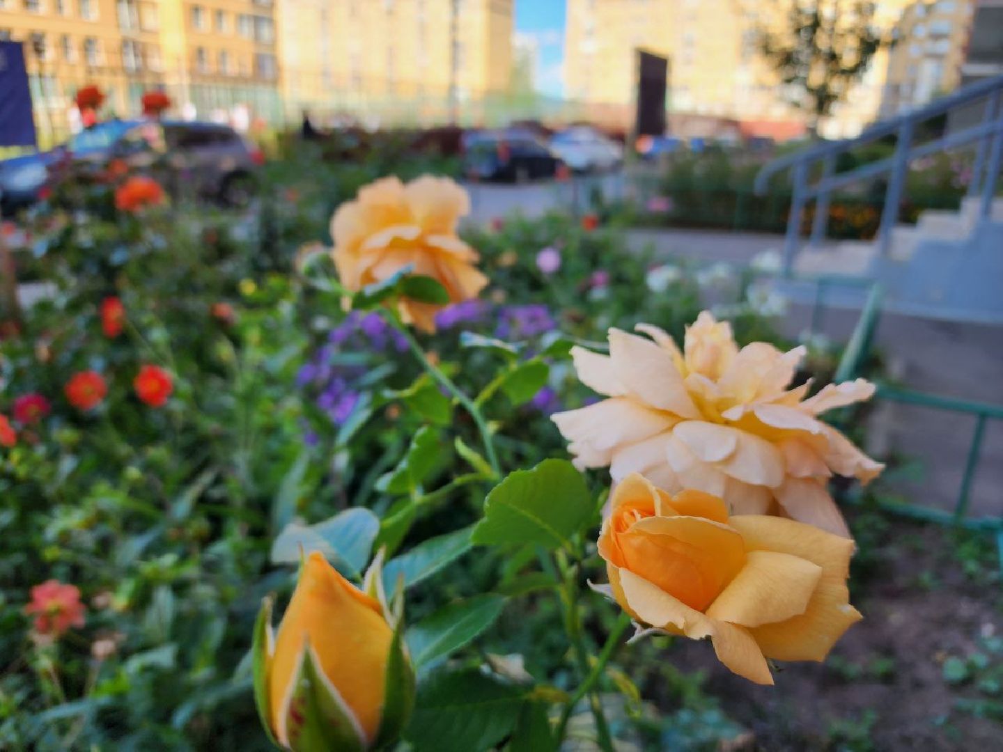 цветы, осень, Лосино-Петровский