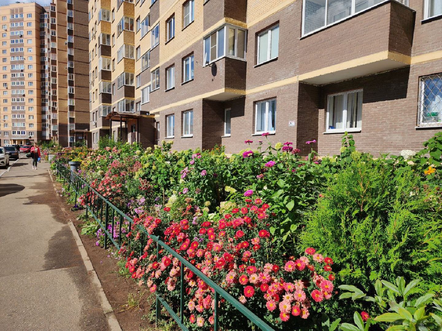 цветы, осень, Лосино-Петровский