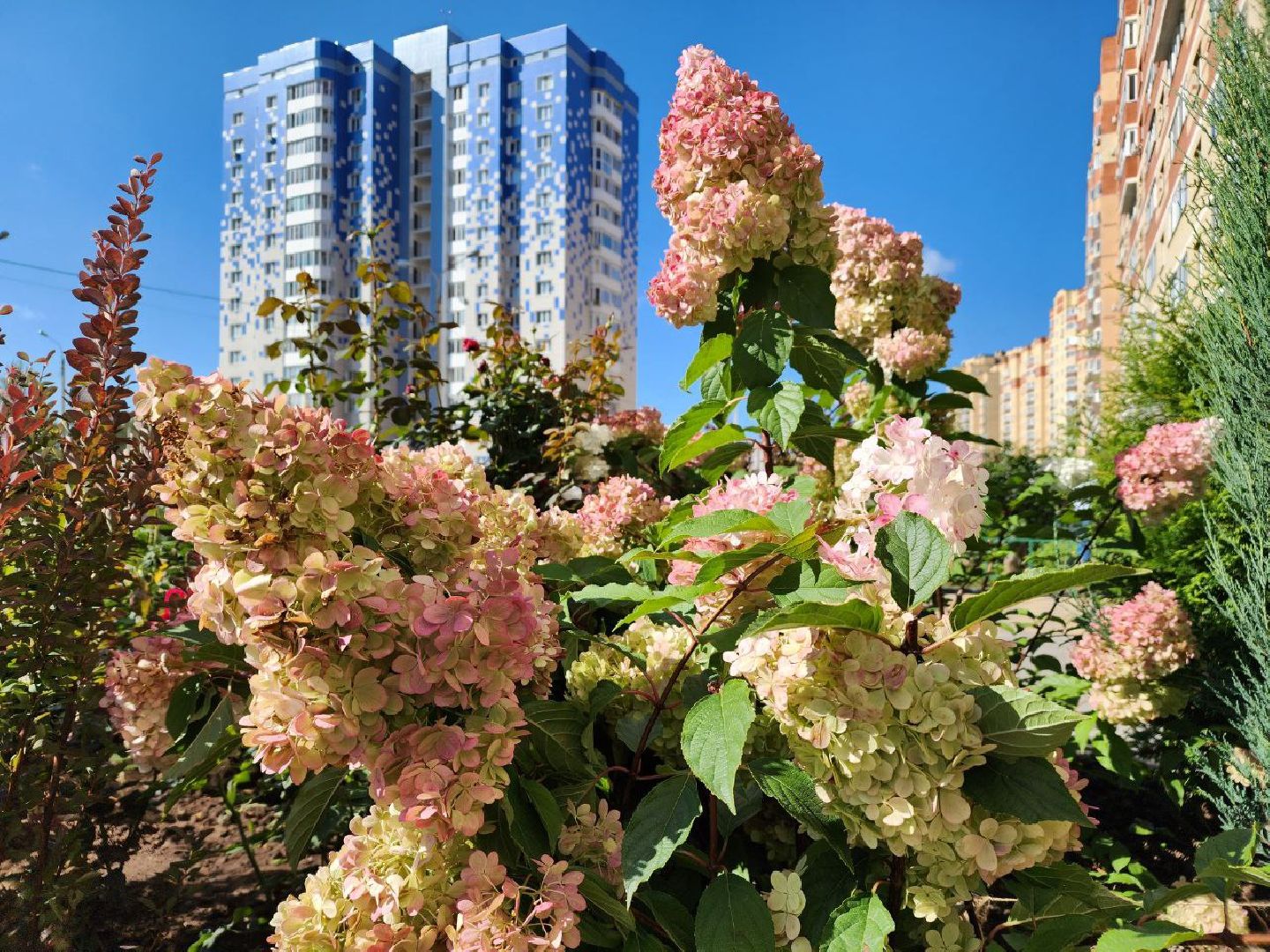 цветы, осень, Лосино-Петровский