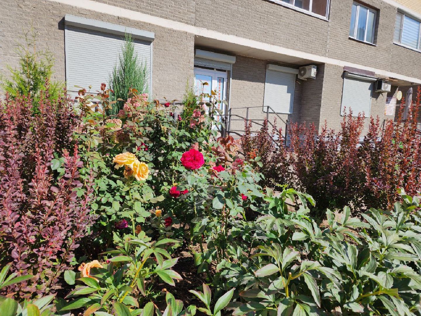 цветы, осень, Лосино-Петровский