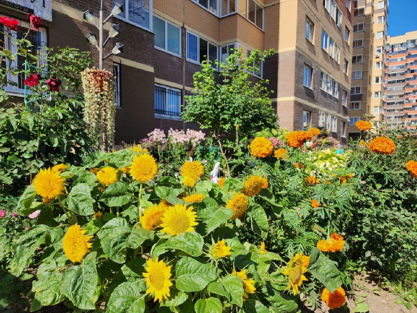 цветы, осень, Лосино-Петровский