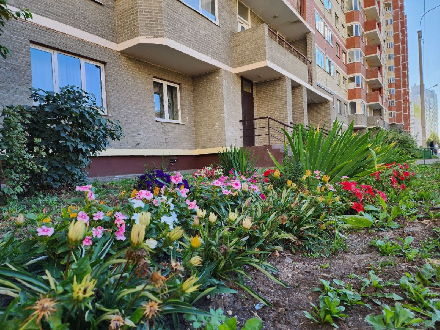 цветы, осень, Лосино-Петровский