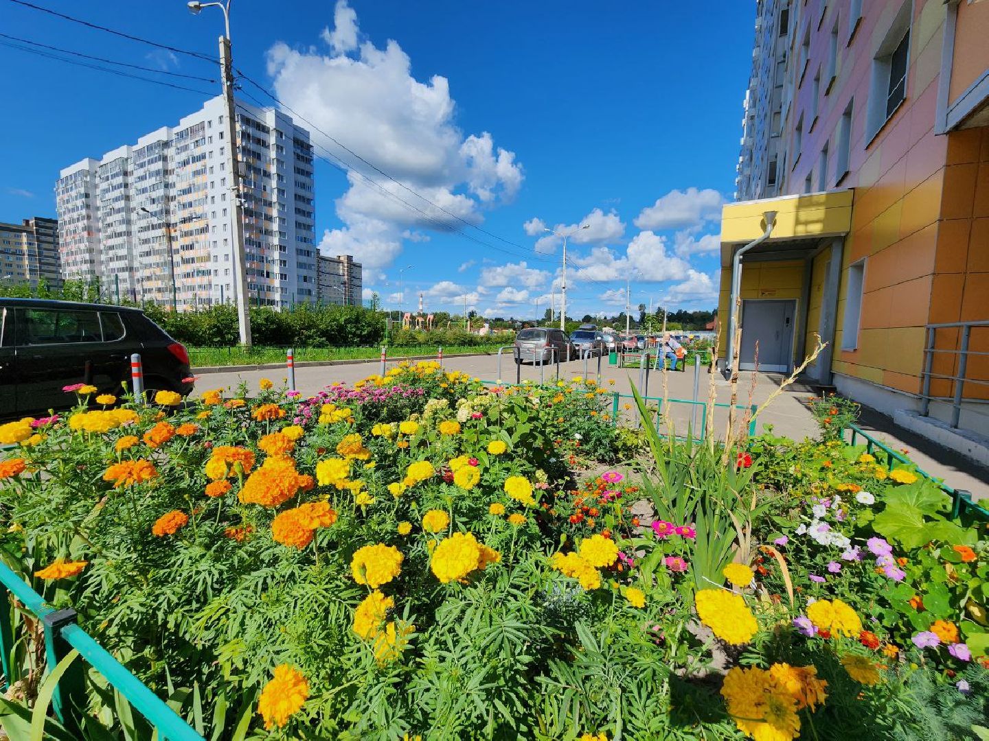 цветы, осень, Лосино-Петровский