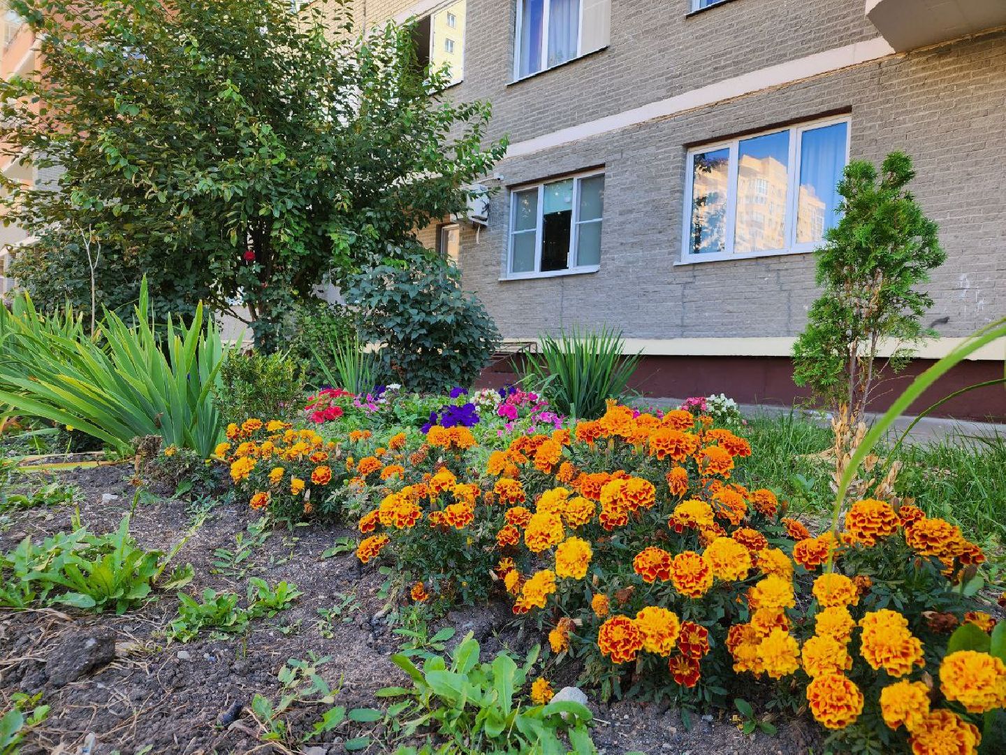 цветы, осень, Лосино-Петровский