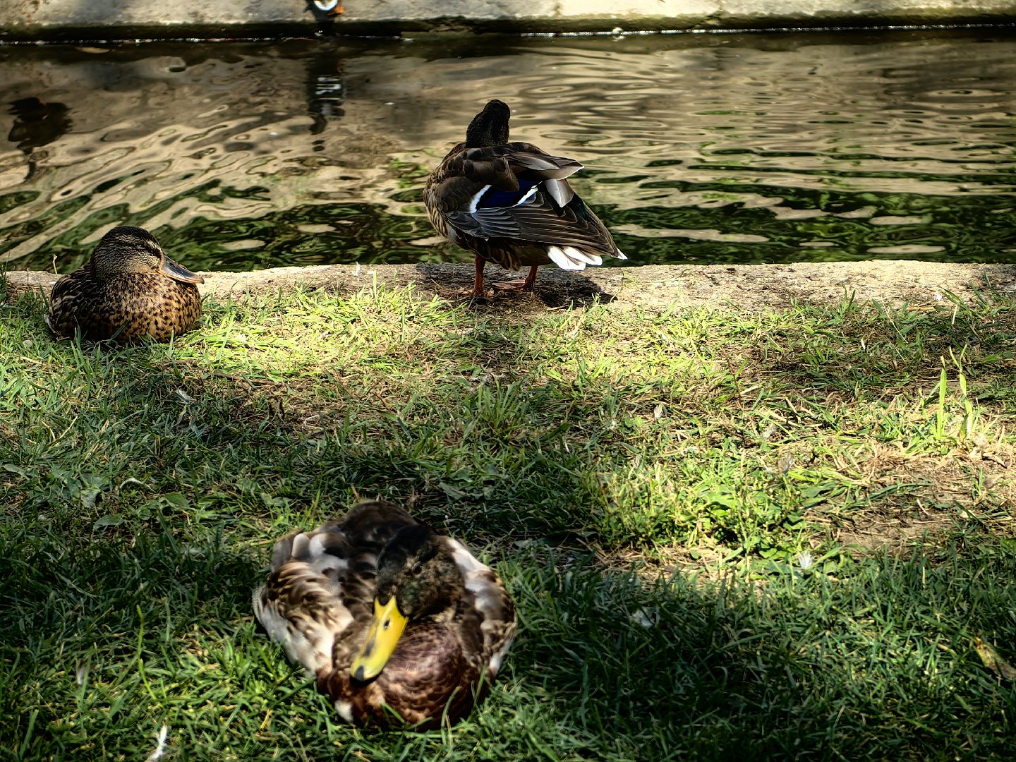 Автомат, корм, утка, птицы, сквер