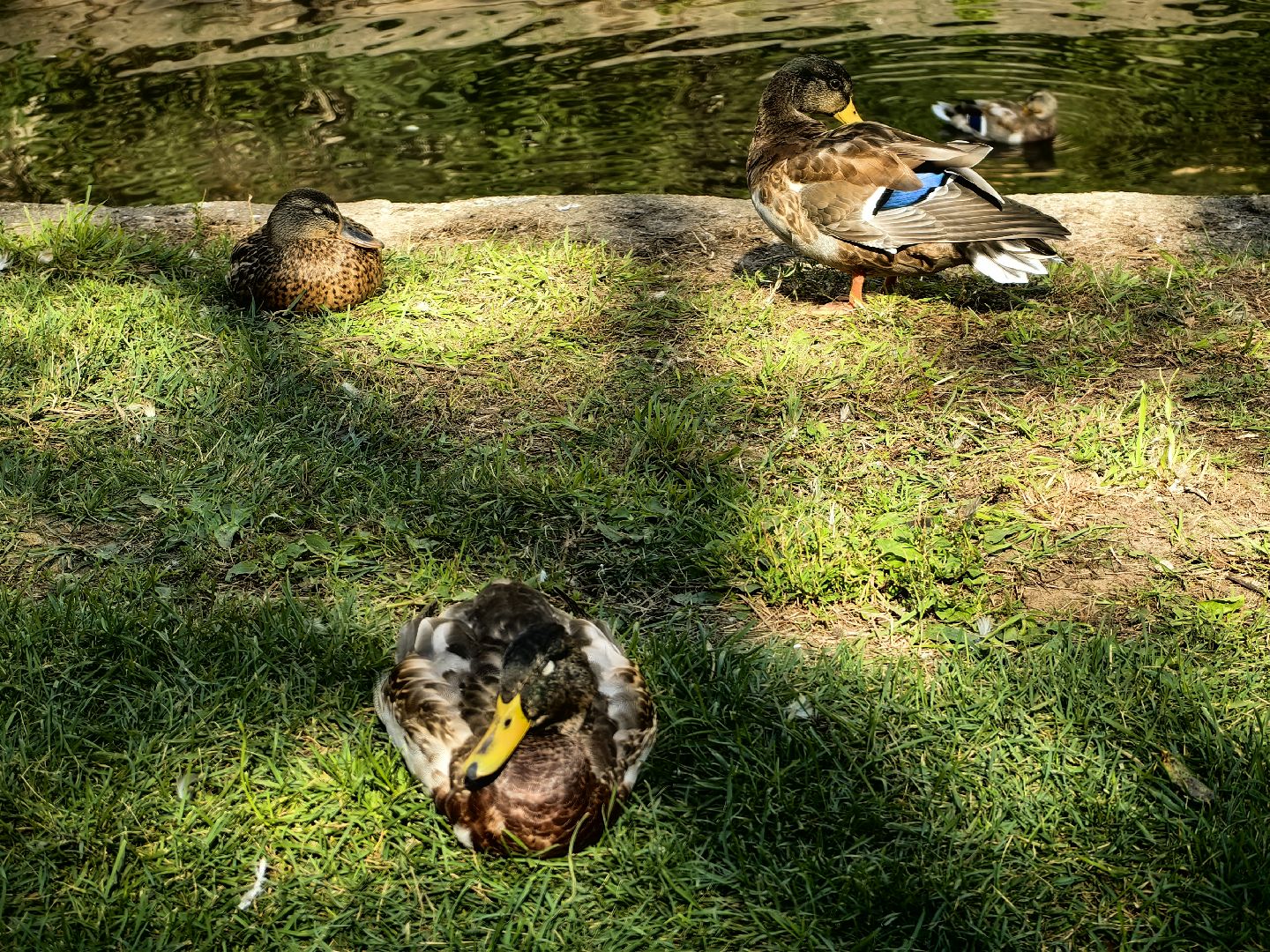 Автомат, корм, утка, птицы, сквер