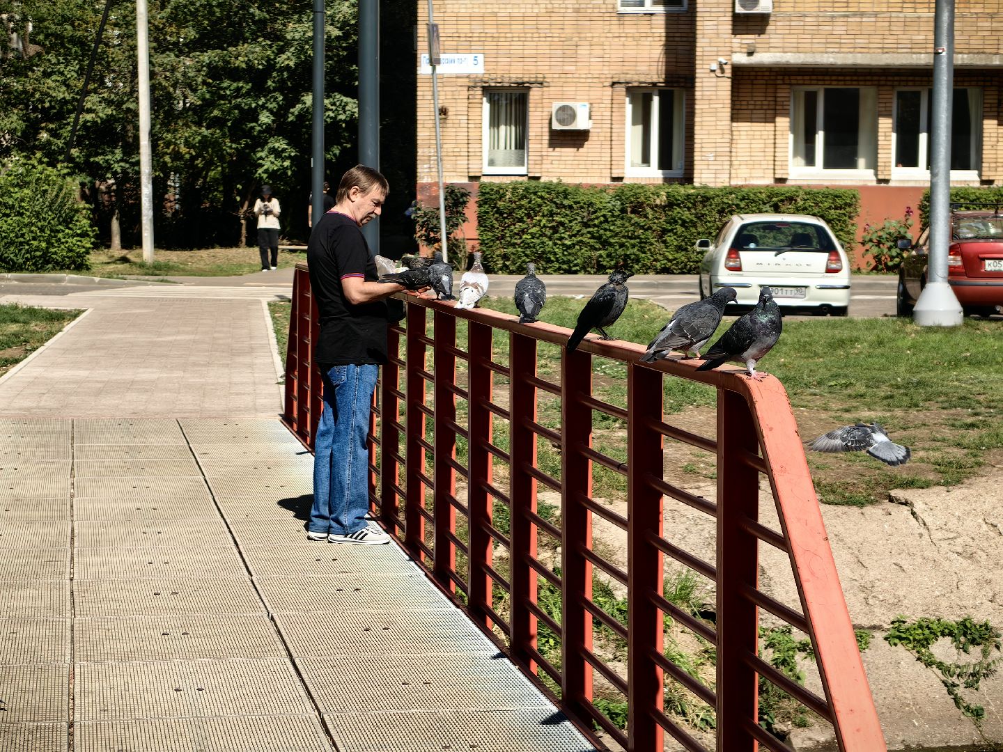 Автомат, корм, утка, птицы, сквер