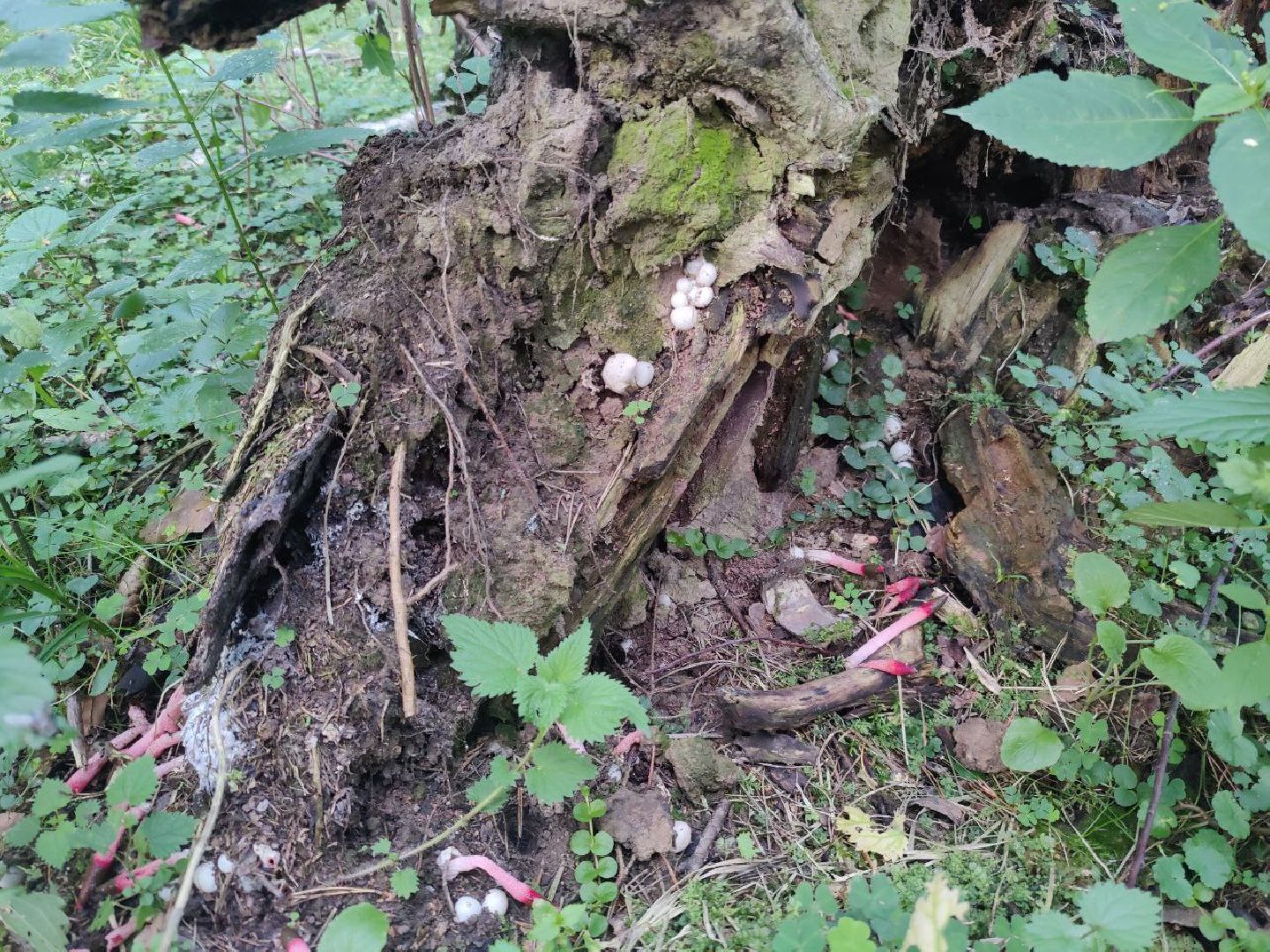 Нахабино, Красногорск, грибы, красная книга, мутинус равенеля