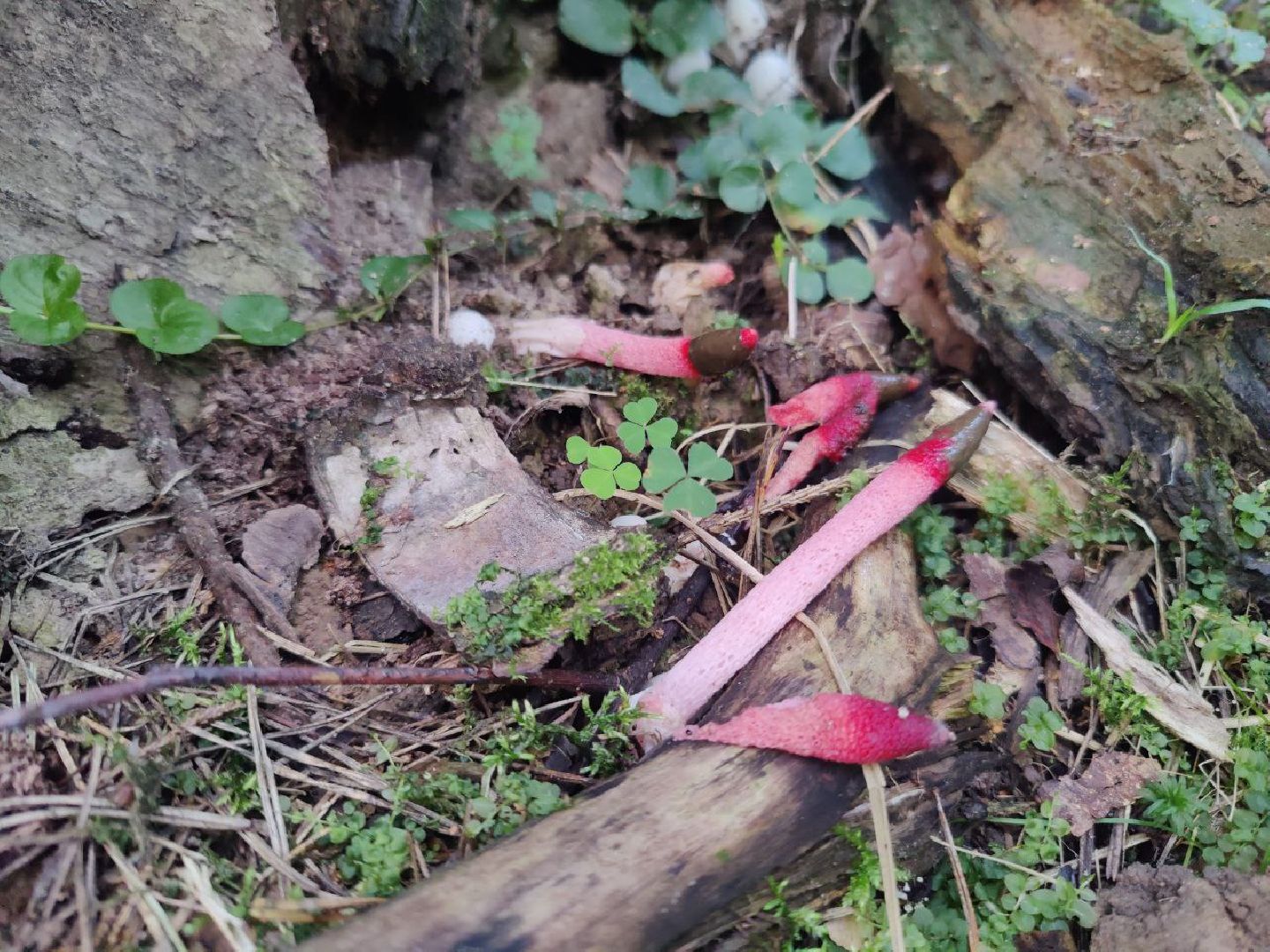 Нахабино, Красногорск, грибы, красная книга, мутинус равенеля