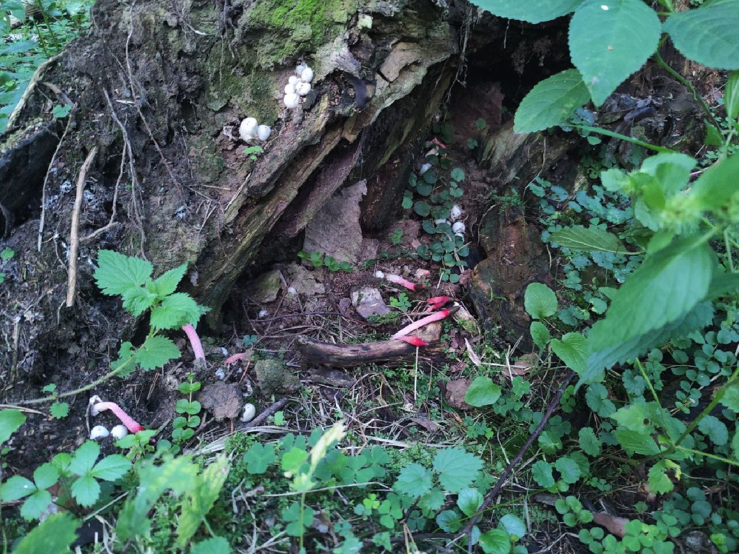 Нахабино, Красногорск, грибы, красная книга, мутинус равенеля