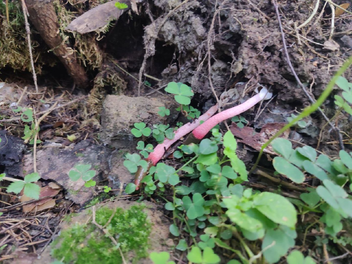 Нахабино, Красногорск, грибы, красная книга, мутинус равенеля