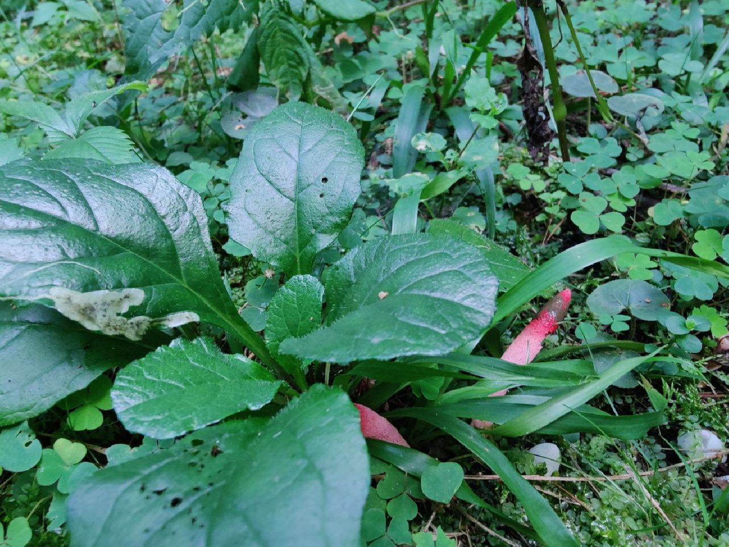 Нахабино, Красногорск, грибы, красная книга, мутинус равенеля