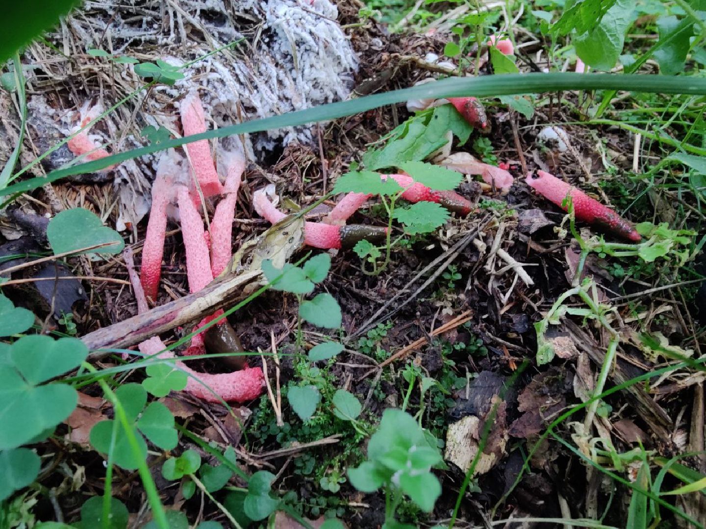 Нахабино, Красногорск, грибы, красная книга, мутинус равенеля