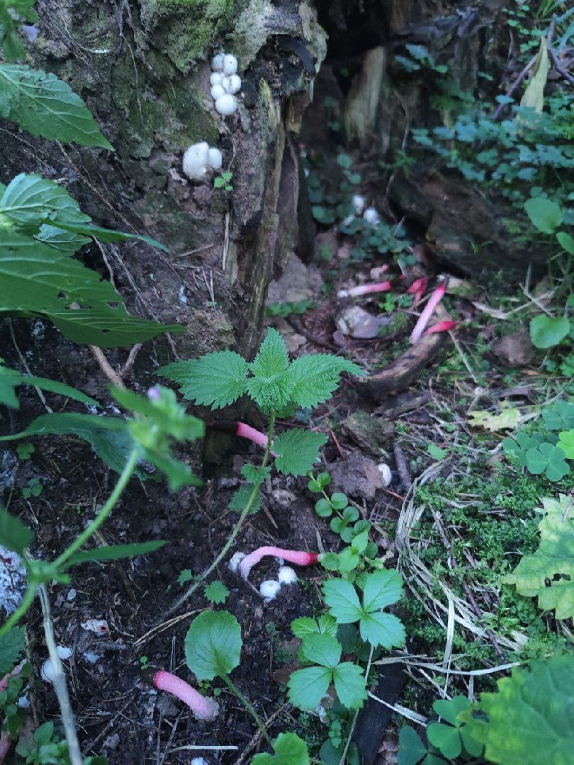 Нахабино, Красногорск, грибы, красная книга, мутинус равенеля