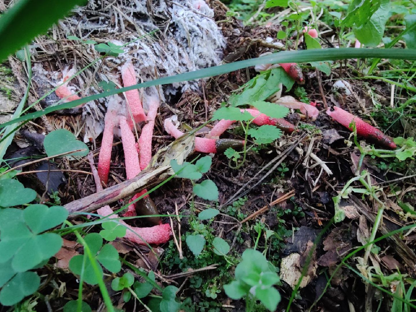 Нахабино, Красногорск, грибы, красная книга, мутинус равенеля