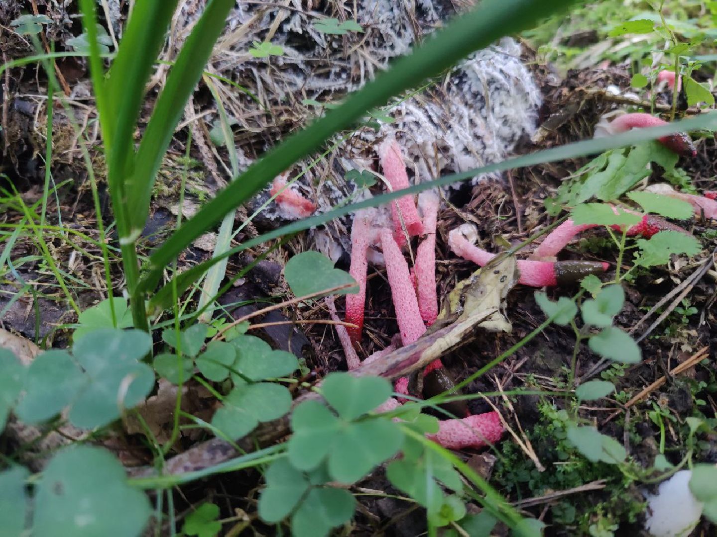 Нахабино, Красногорск, грибы, красная книга, мутинус равенеля