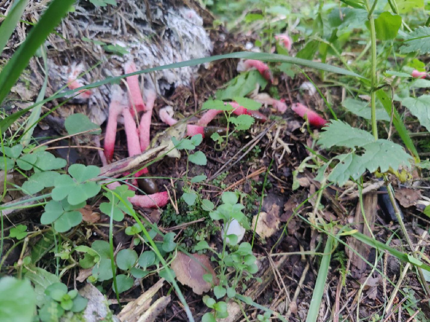 Нахабино, Красногорск, грибы, красная книга, мутинус равенеля