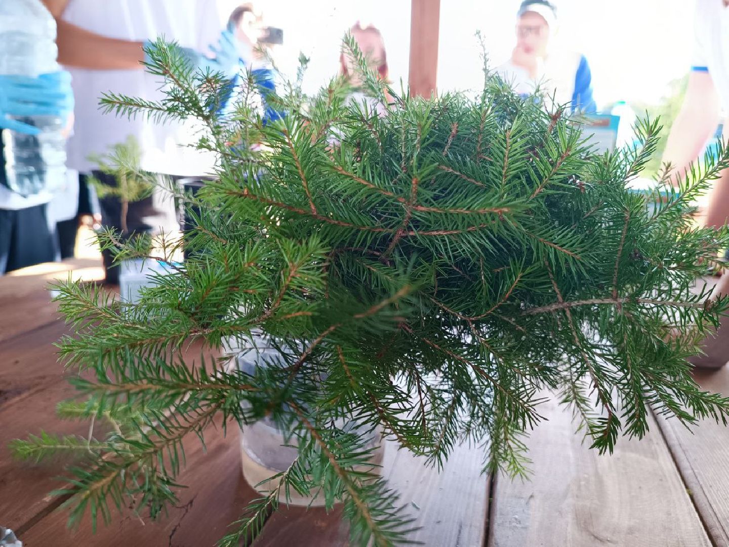 Можайск, Можайский городской округ, Подмосковье, ЭкоЛогичноеПодмосковье, экология, фестиваль, экоактивисты, природа