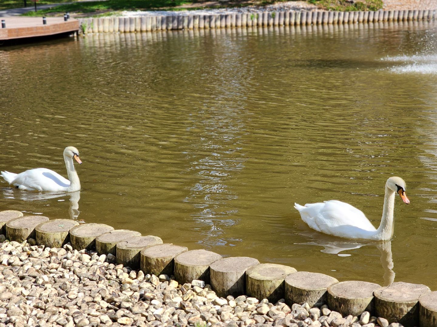 серпухов, парк олега степанова, пруд, лебеди, стеша и степа,