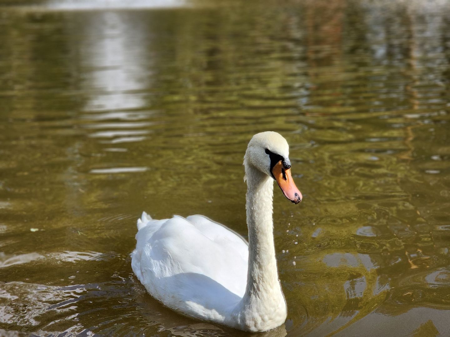 серпухов, парк олега степанова, пруд, лебеди, стеша и степа,