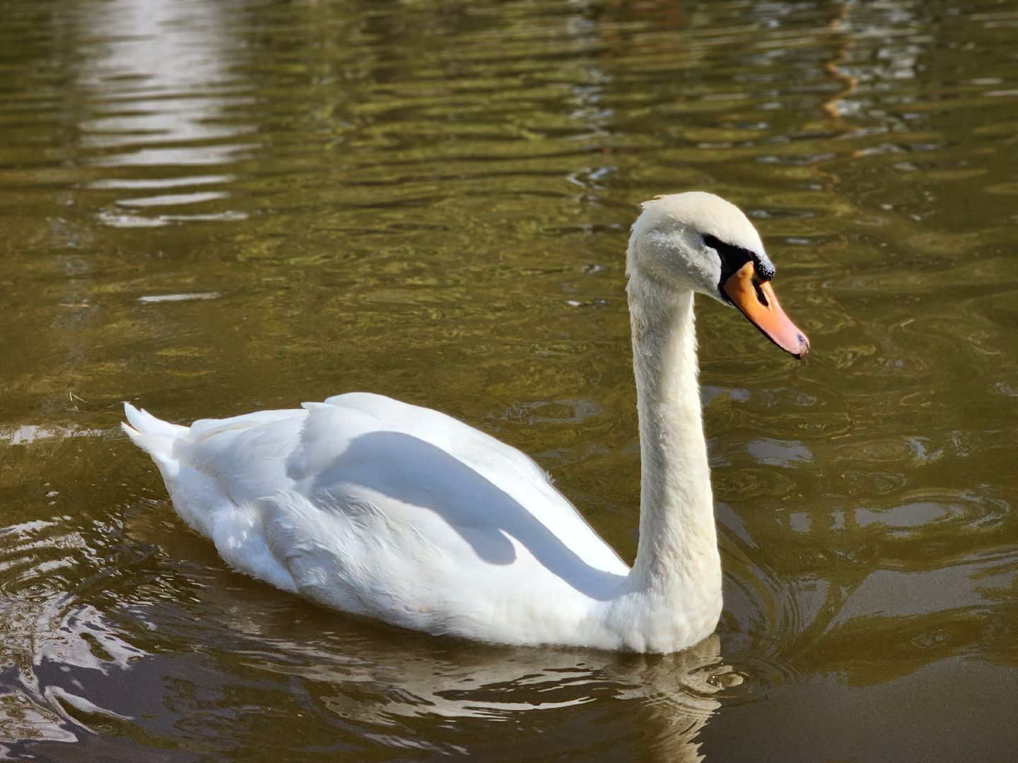 серпухов, парк олега степанова, пруд, лебеди, стеша и степа,