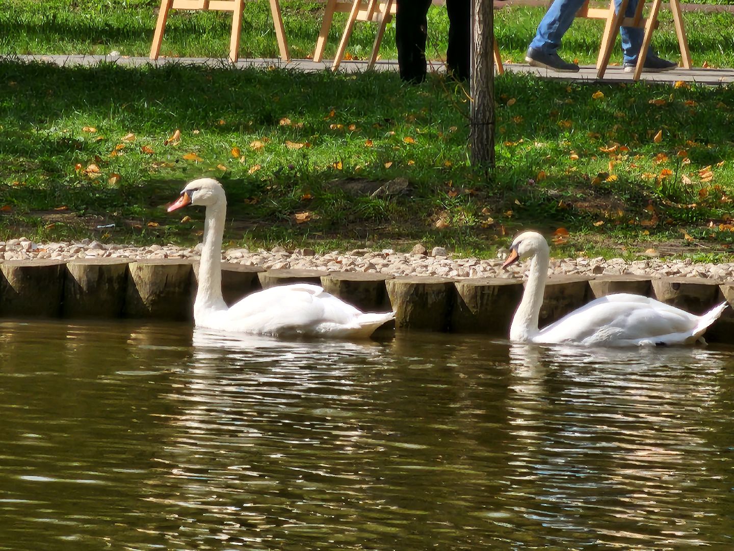 серпухов, парк олега степанова, пруд, лебеди, стеша и степа,
