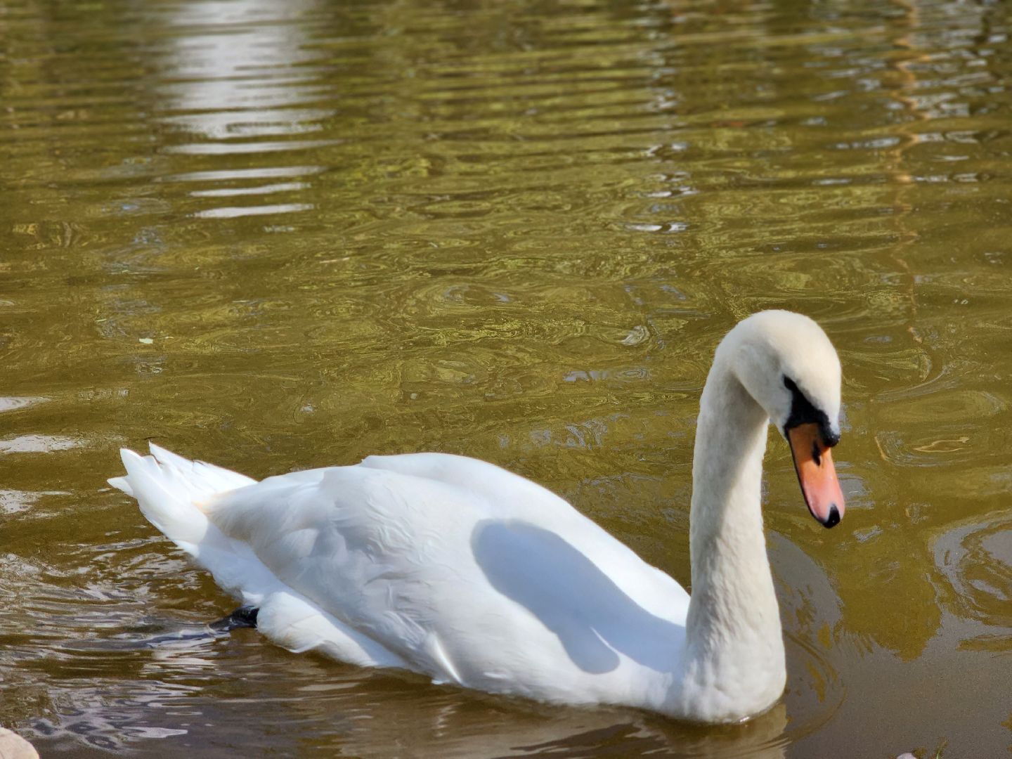 серпухов, парк олега степанова, пруд, лебеди, стеша и степа,