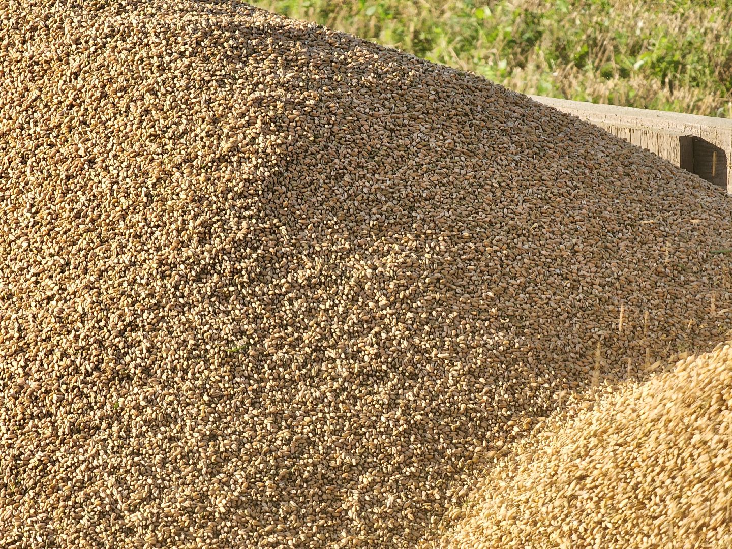 Сьтупино, сельское хозяйство, безглютеновая пшеница