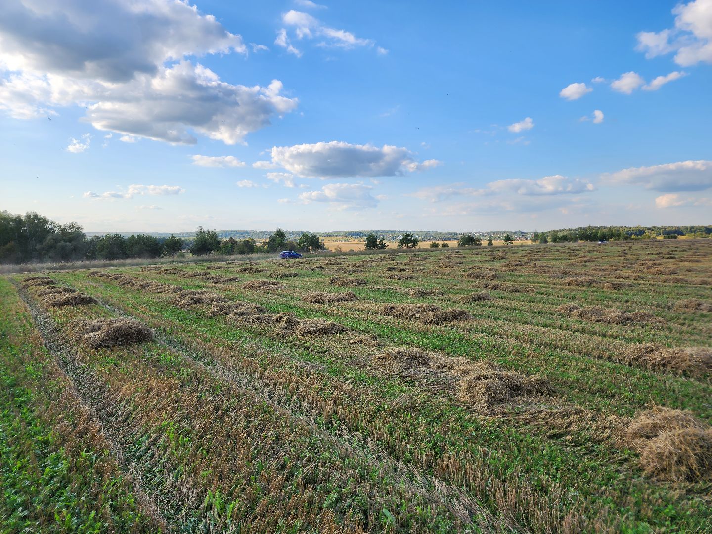 Сьтупино, сельское хозяйство, безглютеновая пшеница