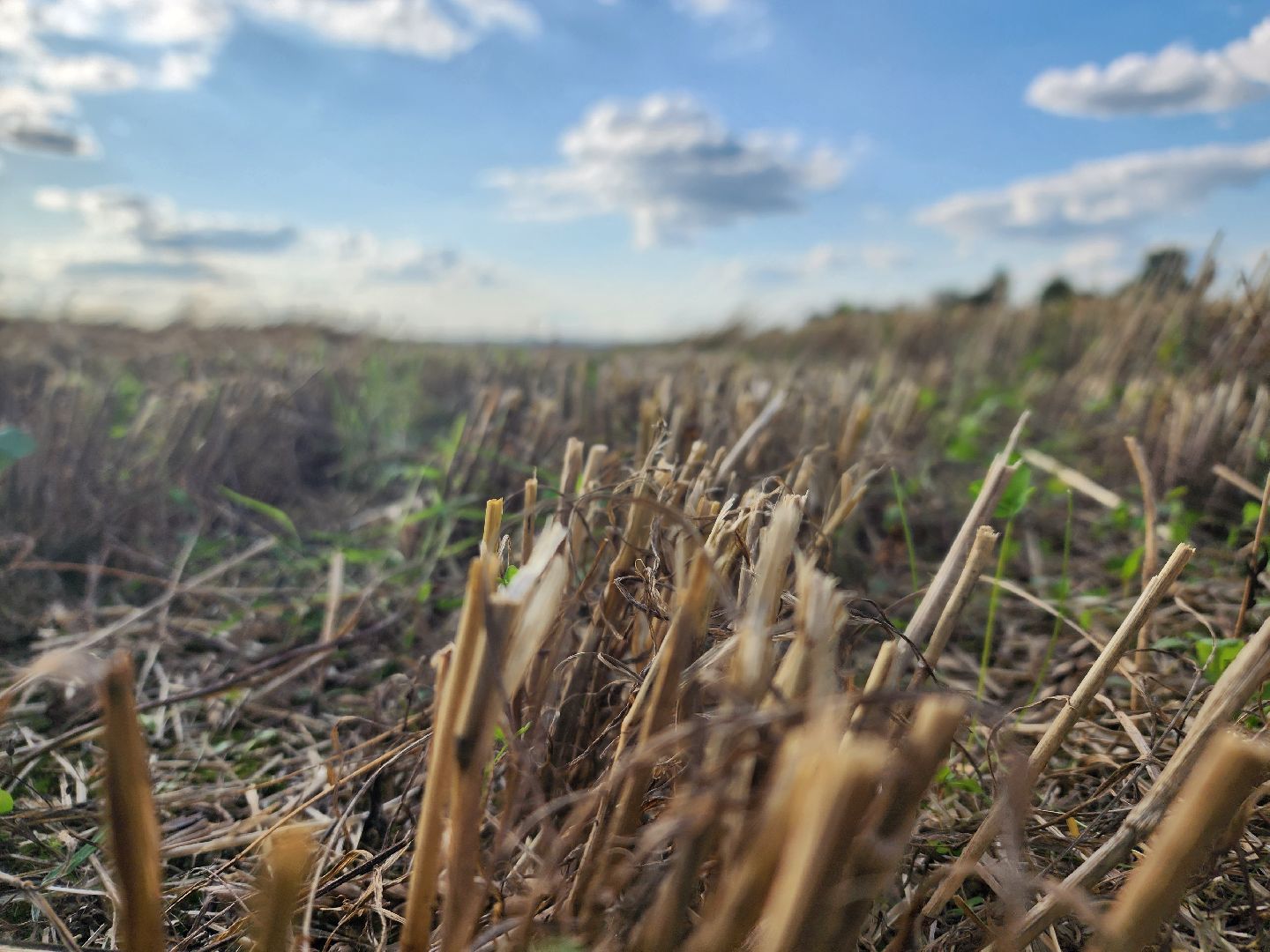 Сьтупино, сельское хозяйство, безглютеновая пшеница