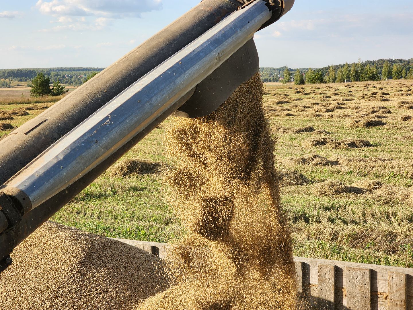 Сьтупино, сельское хозяйство, безглютеновая пшеница
