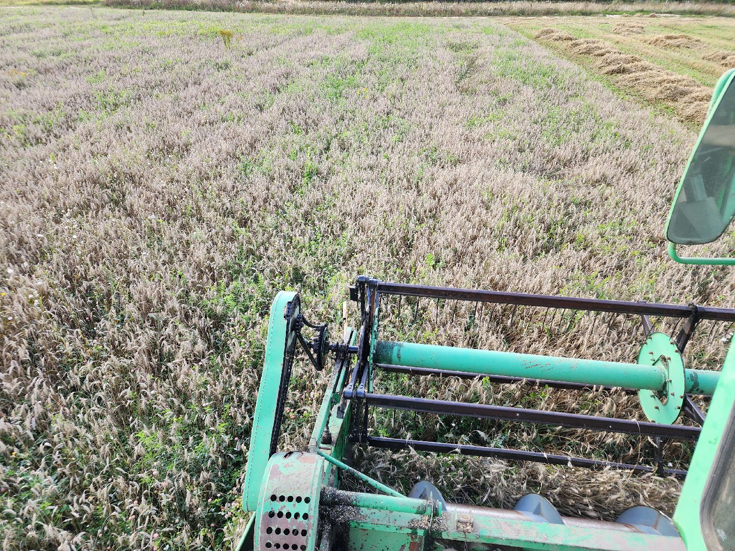 Сьтупино, сельское хозяйство, безглютеновая пшеница