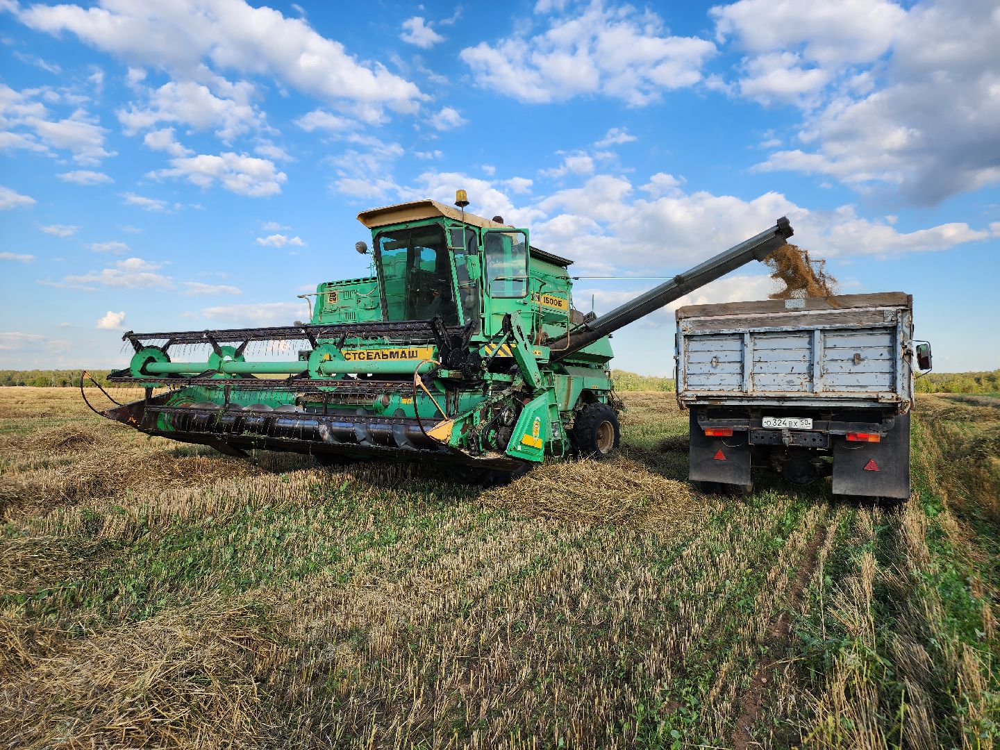 Сьтупино, сельское хозяйство, безглютеновая пшеница