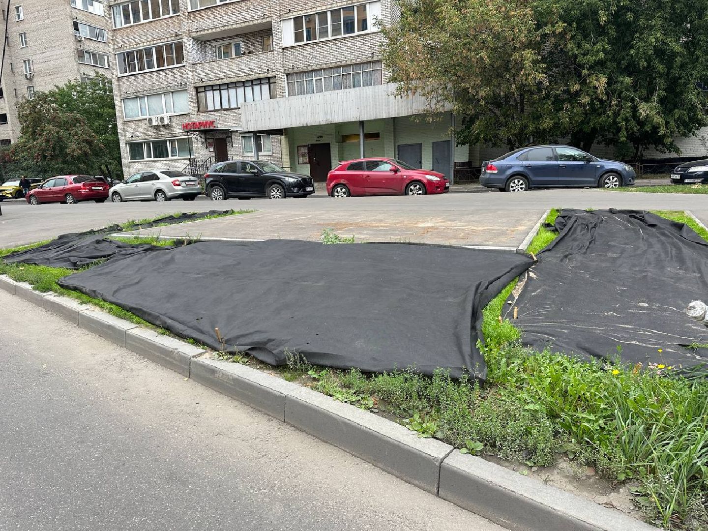 Реутов, МЦД-4, благоустройство, трава, газон