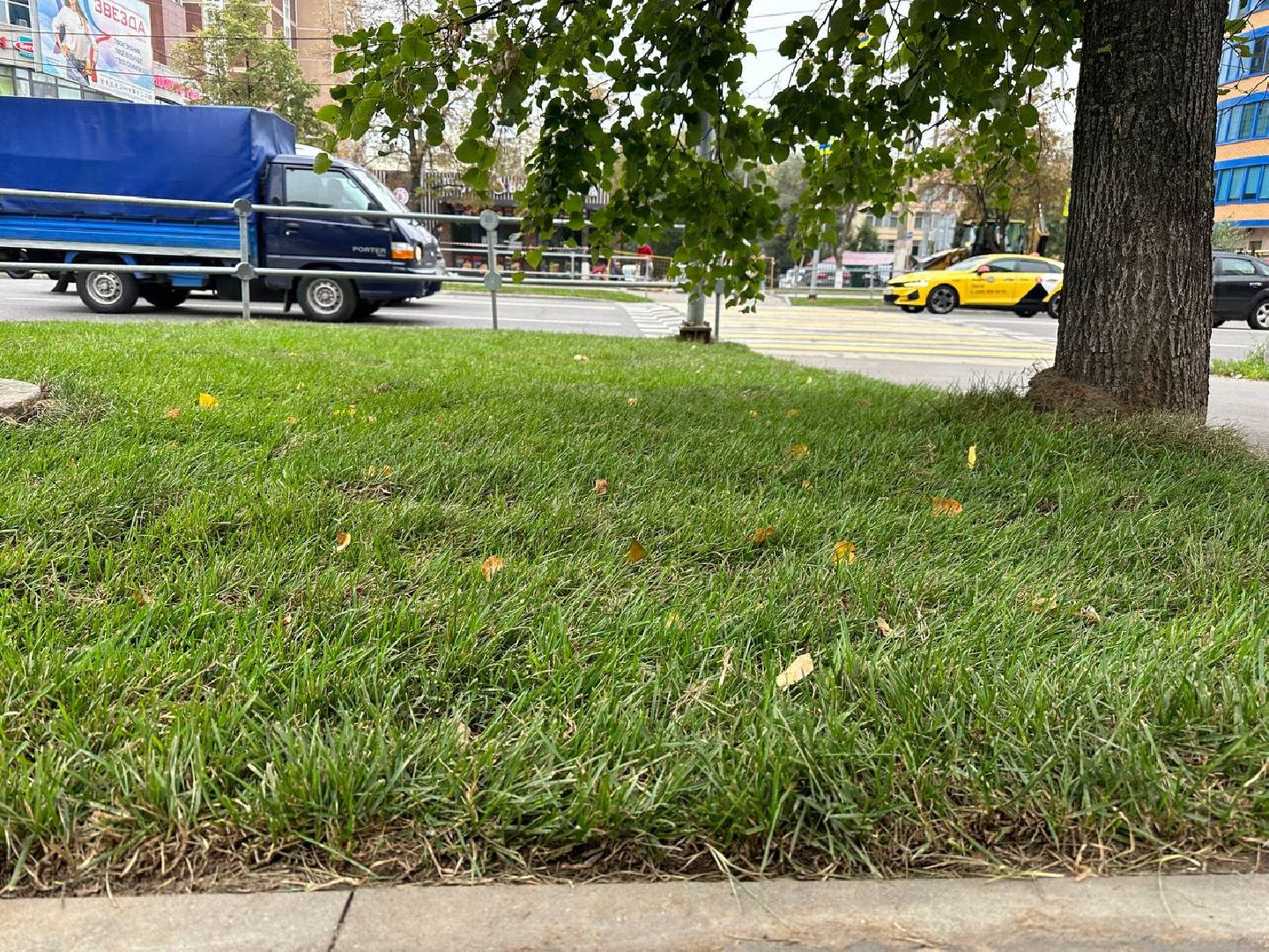 Реутов, МЦД-4, благоустройство, трава, газон