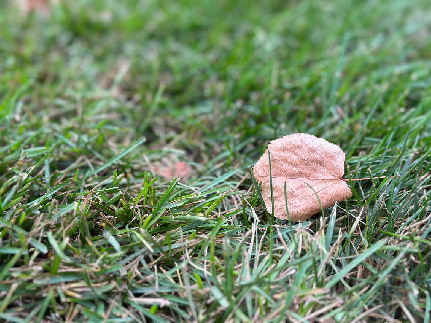 Реутов, МЦД-4, благоустройство, трава, газон