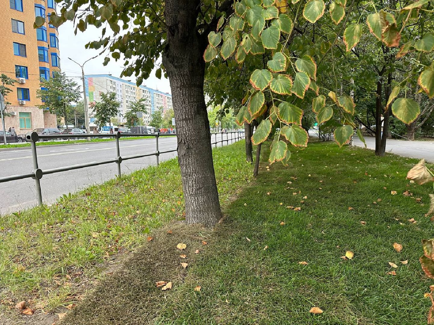 Реутов, МЦД-4, благоустройство, трава, газон