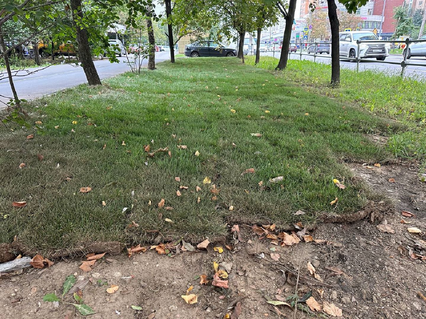 Реутов, МЦД-4, благоустройство, трава, газон