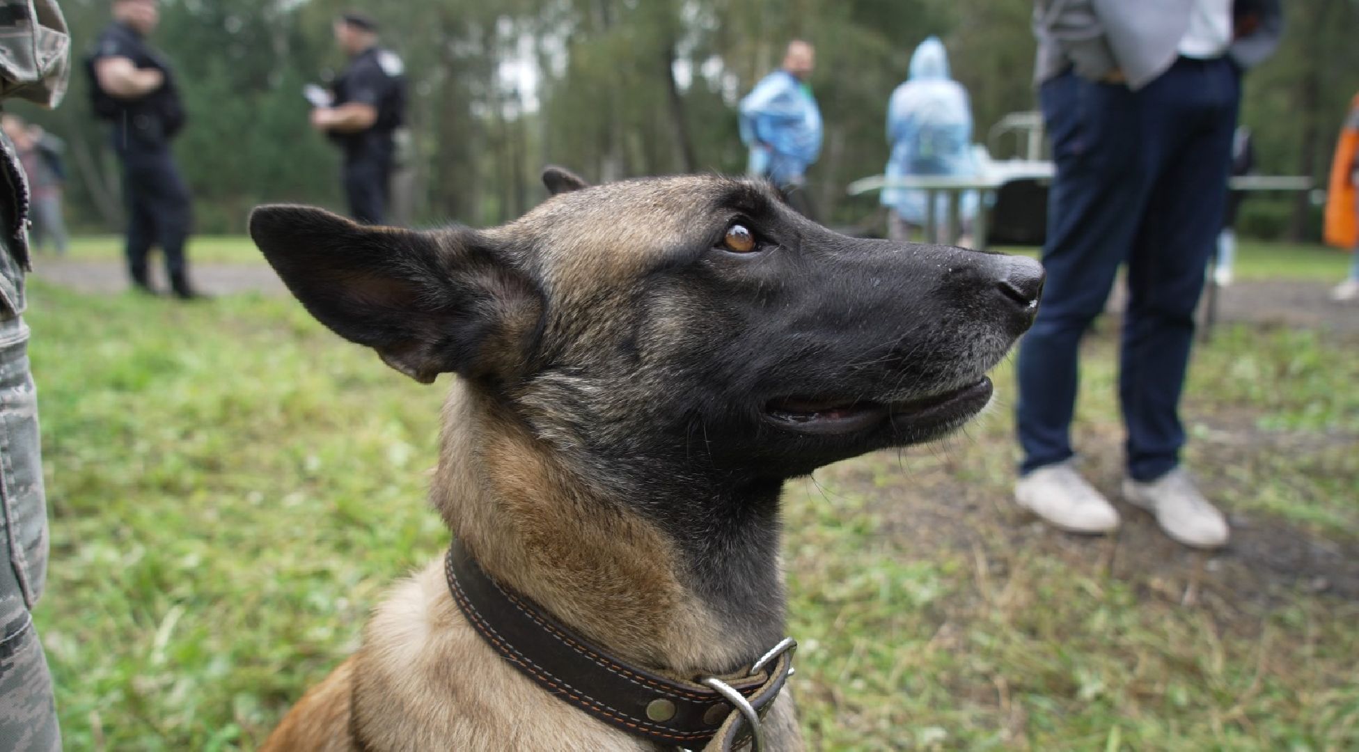 служебные собаки, аэропорт Домодедово